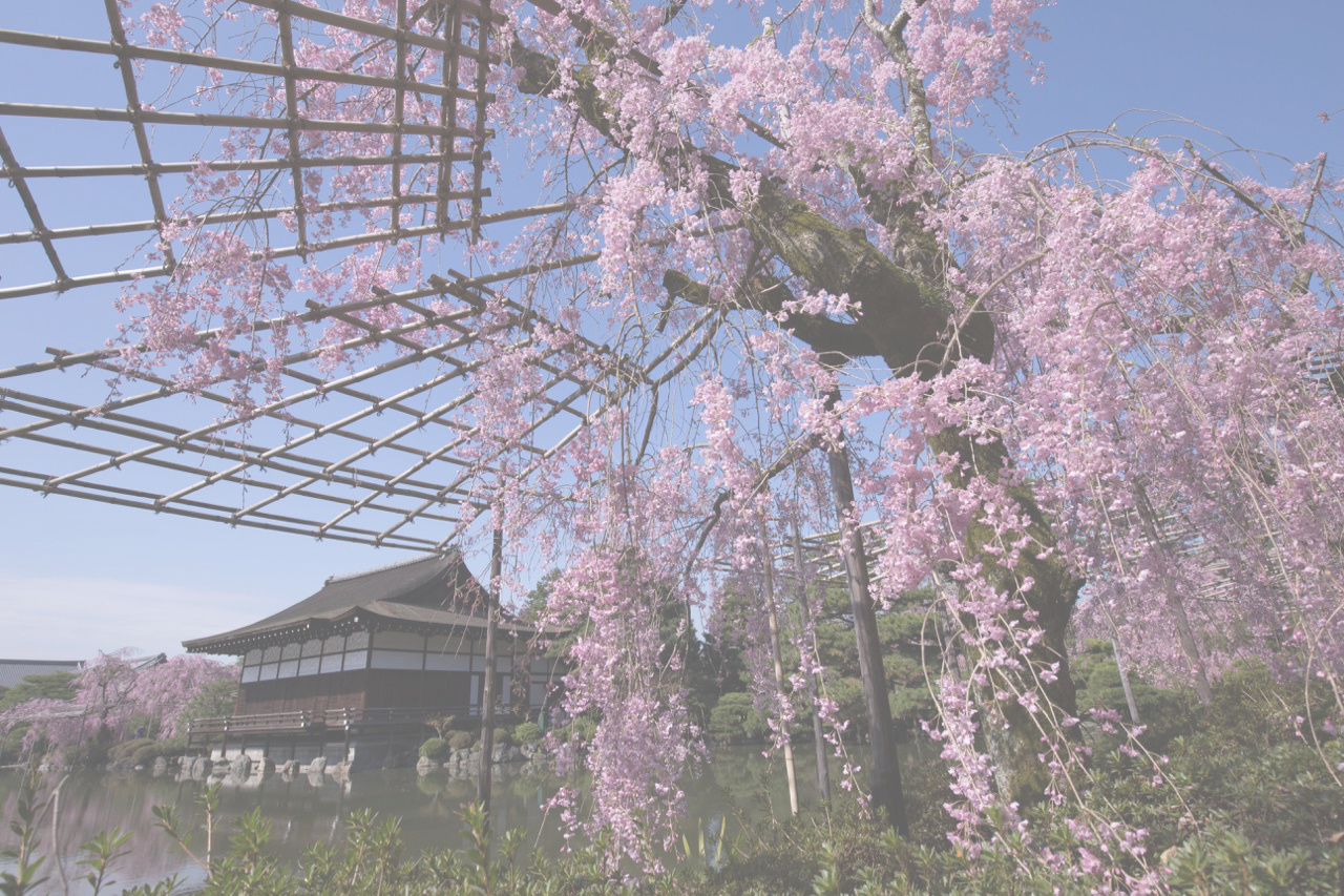 平安神宮・枝垂れ桜