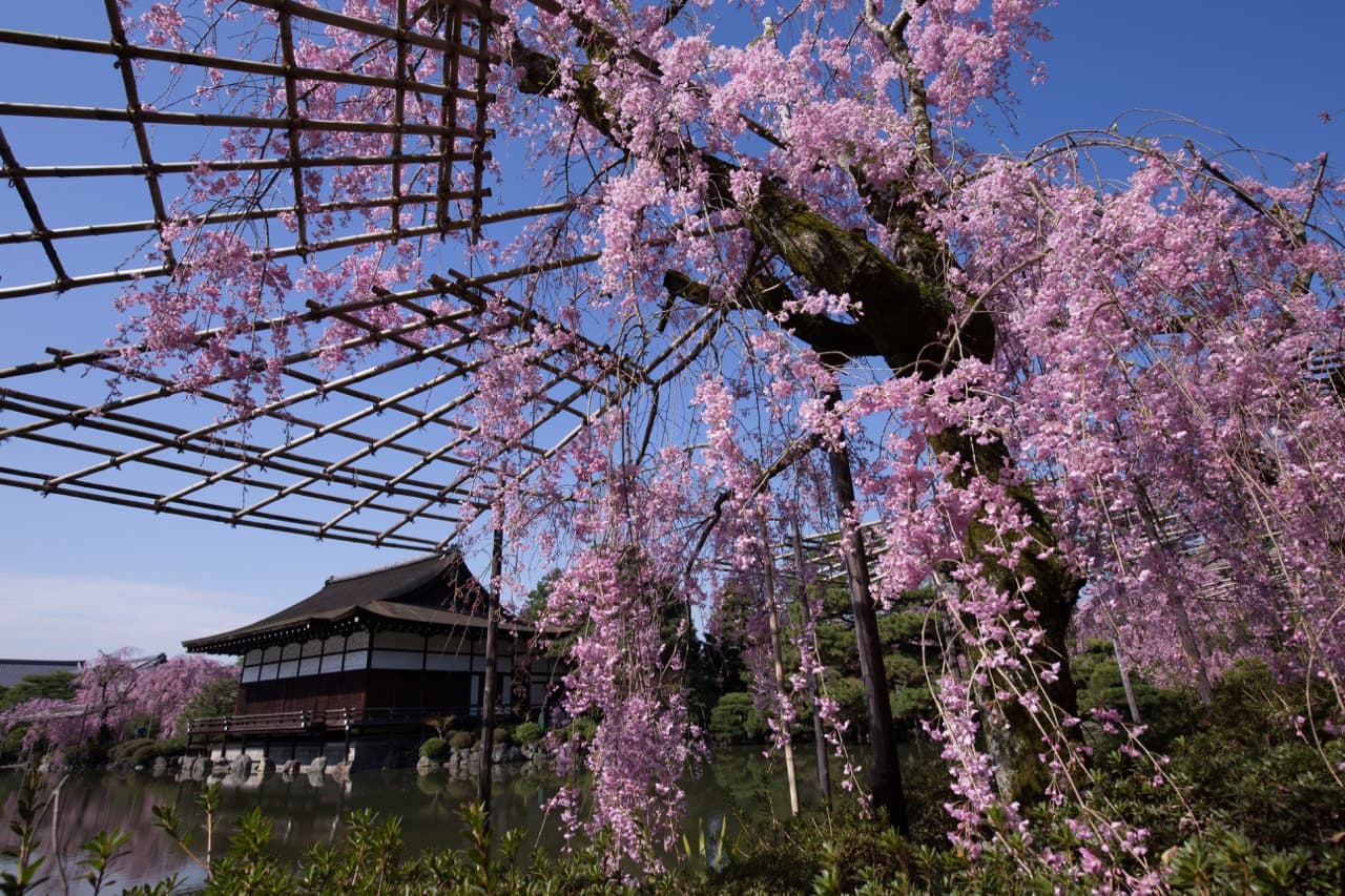 平安神宮神苑の枝垂れ桜