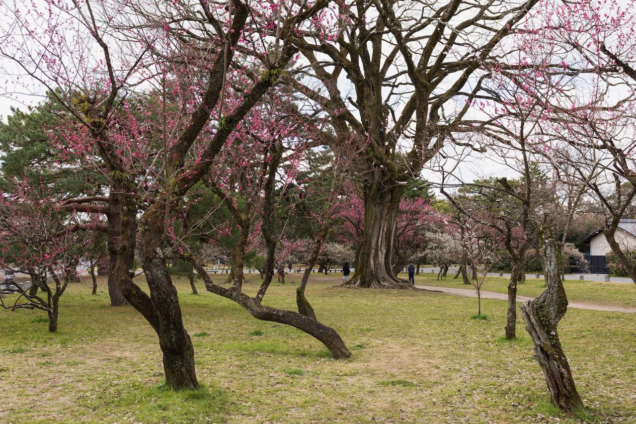 京都御苑