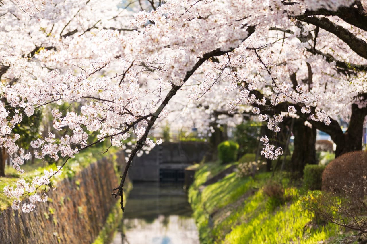 桜満開の哲学の道
