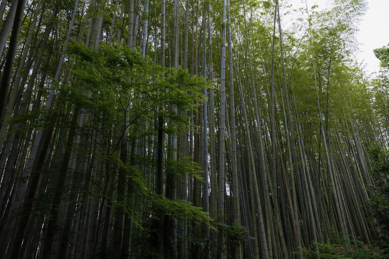 地蔵院