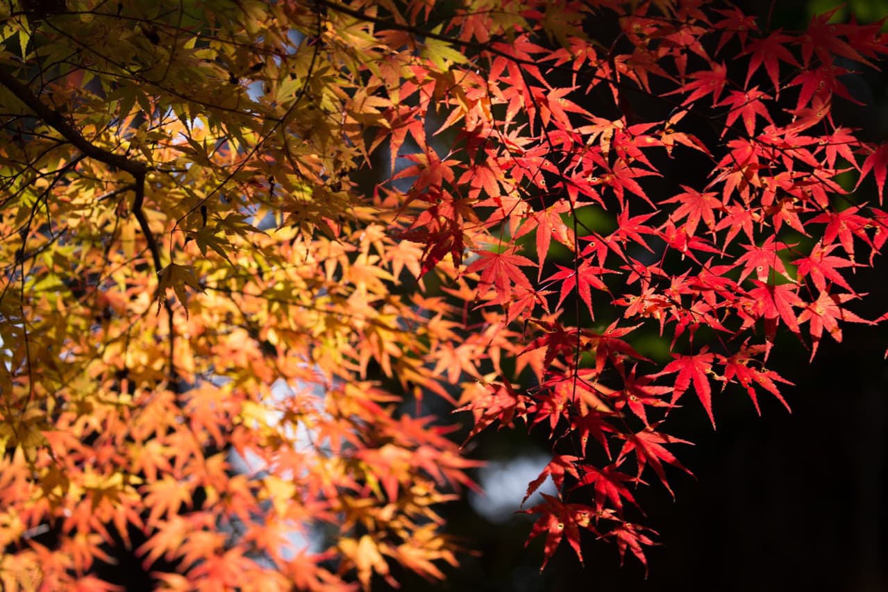紅葉