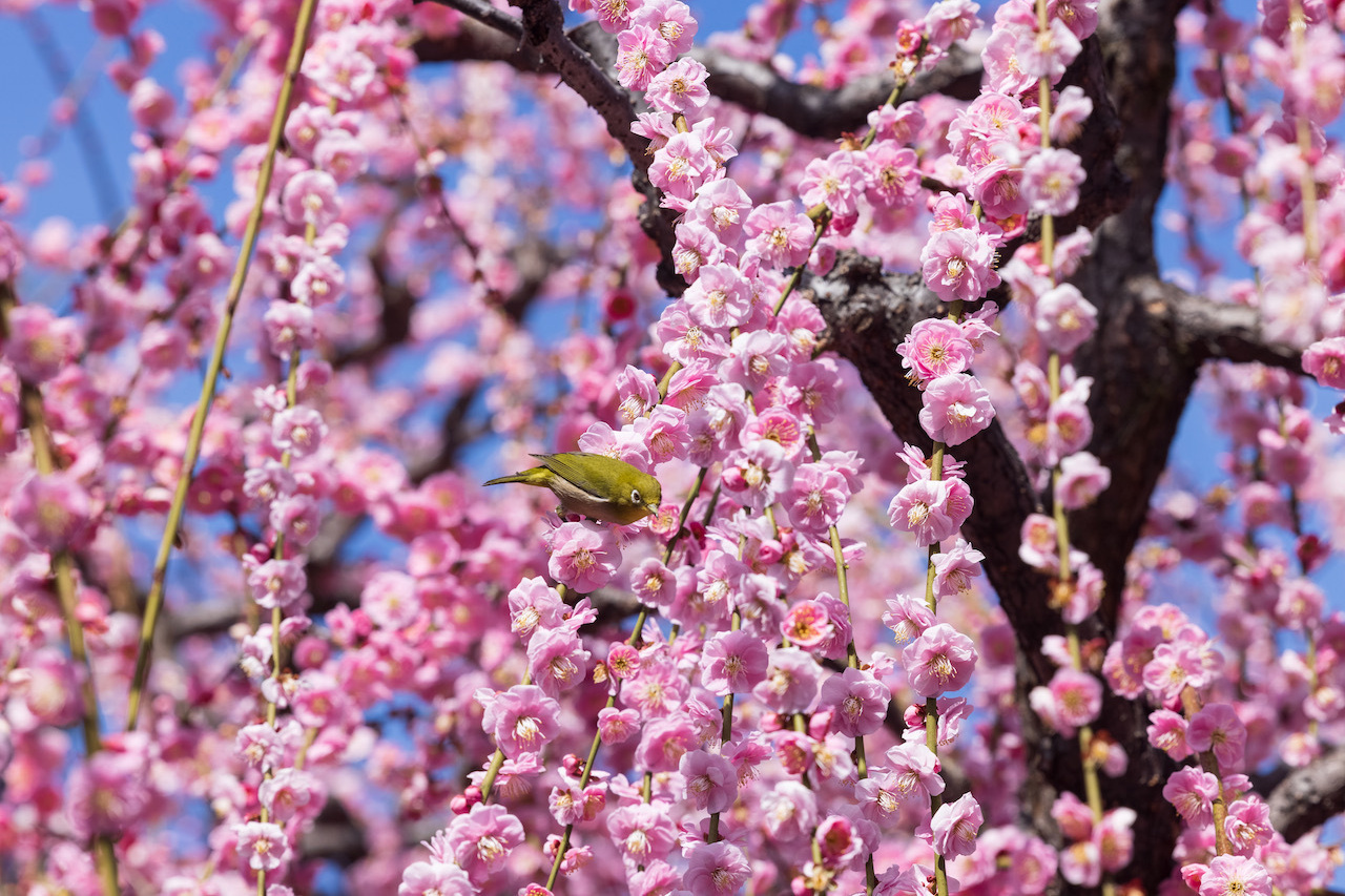 花の