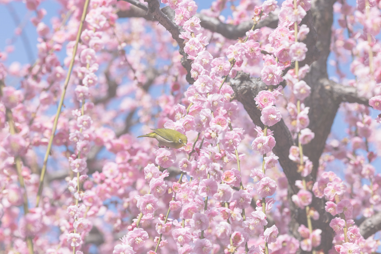 花の